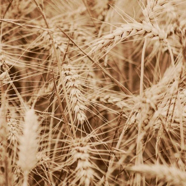 Kit Découverte Origine Kératine Patrice Mulato 4 Kit Découverte Origine Kératine Patrice Mulato – Image 2